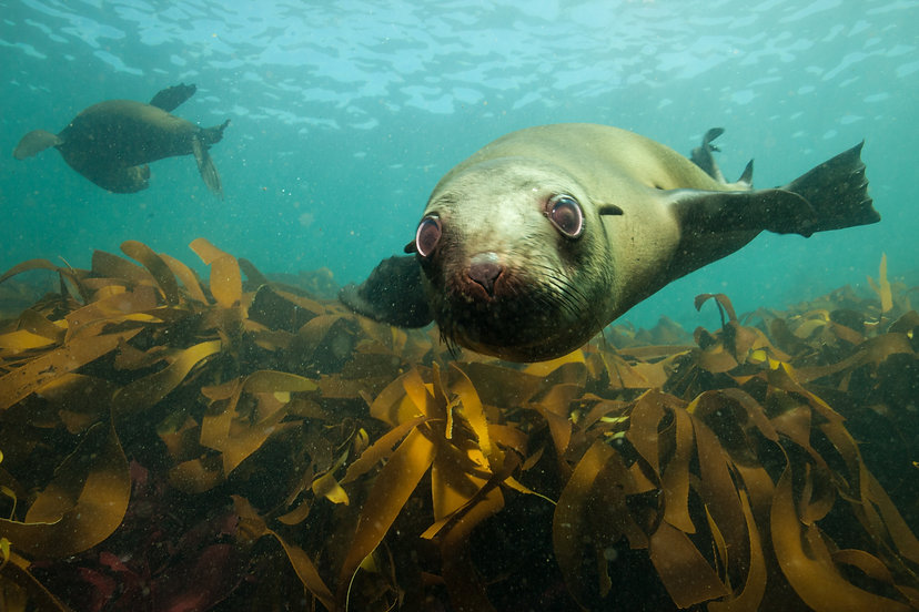 MARINE ECOLOGY