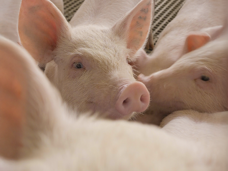 Como um ambiente livre de estresse influencia na qualidade da carne suína 