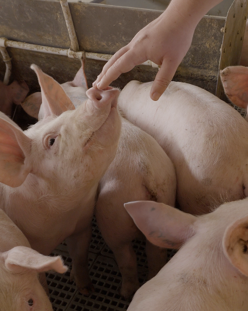 Manejo humanizado: o segredo silencioso da produtividade na suinocultura moderna 