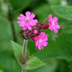 red-campion.jpeg
