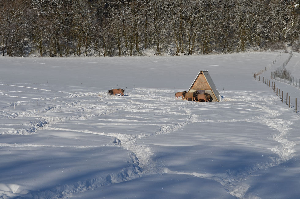 ganzjährige Freilandhaltung
