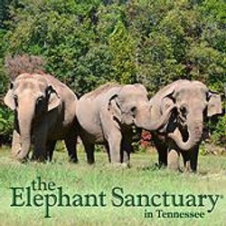 Elephant Sanctuary