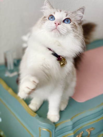 Queen Geneveive Givency (ElleRagdolls) #7.heic