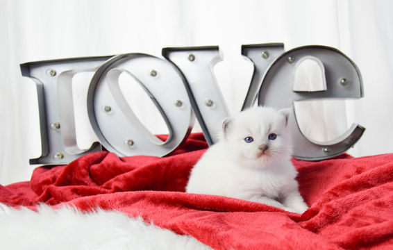 b2191e_92b996558a994f24a5584a6