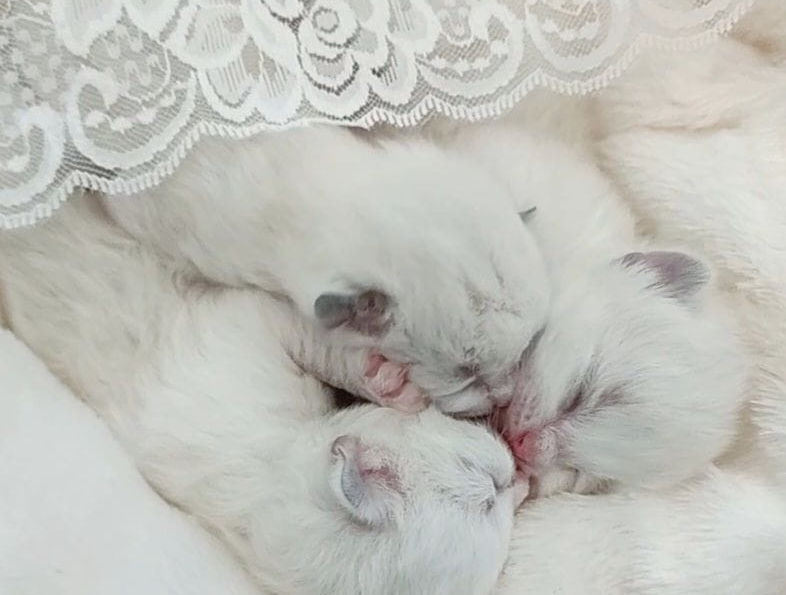 ElleRagdoll Babies #3.JPG