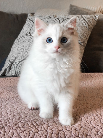 Paisley Reign @2(ElleRagdolls) .JPG