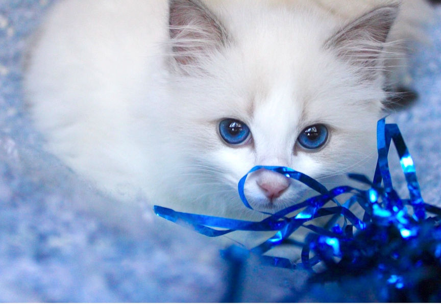 Cha Cha Blue Bicolor (ElleRagdolls) .jpg