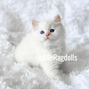 Adonis Michael (ElleRagdolls) .JPG