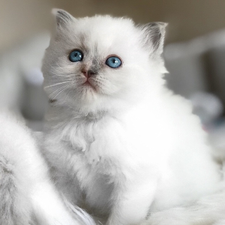 ElleRagdolls / South Florida Ragdoll Kitten Breeder ...