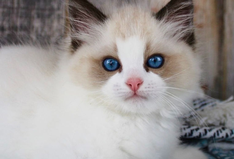 Kashmire Fluff (ElleRagdolls) 1_edited.jpg