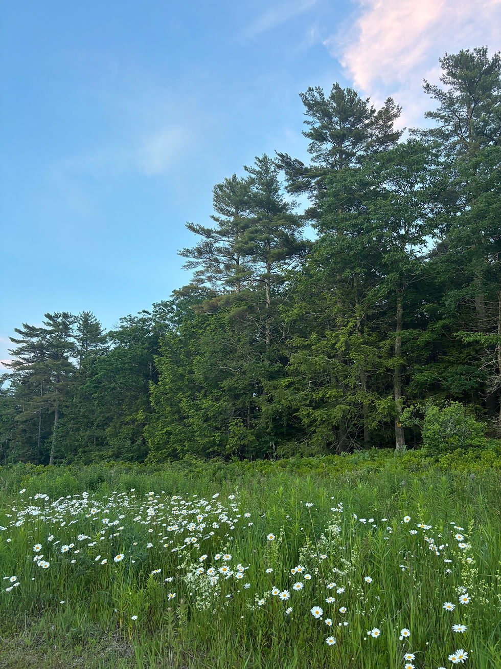 Ethan Pond Trail Run