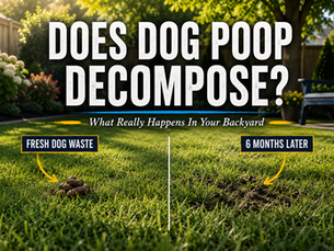 Dog poop in a residential backyard lawn showing accumulated pet waste and illustrating how dog waste decomposes over time in a Lancaster PA yard.