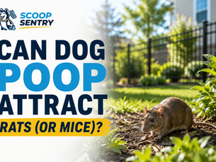 Dog poop in a residential backyard near a fence line in Lancaster PA, illustrating how accumulated dog waste can contribute to conditions that attract rats and other backyard pests.