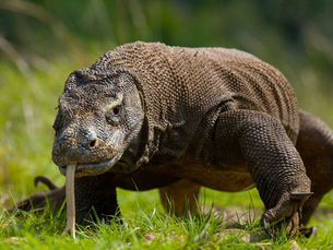 5 Curiosidades Fascinantes sobre o Dragão-de-Komodo