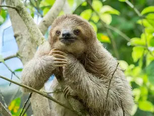 5 Curiosidades Fascinantes sobre o Bicho-Preguiça