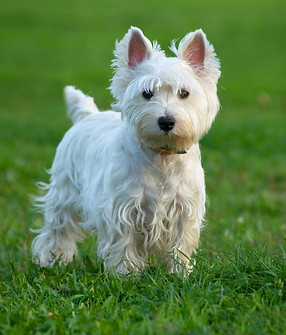 westie tysiko_edited.jpg
