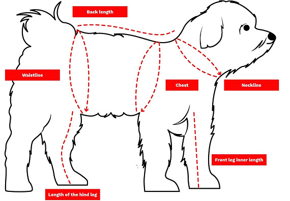 how to measure your dog