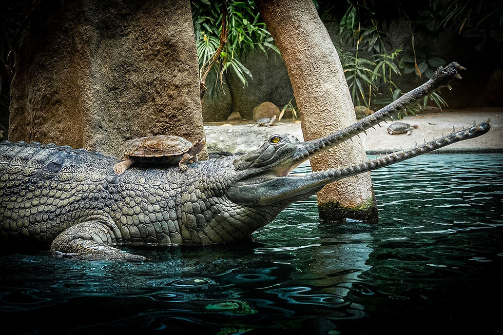 COM SUA BOCA ESTREITA E ALONGADA, O GAVIAL É O MAIS FÁCIL DE SER IDENTIFICADO. ELE POSSUI, POR CONTA DISSO, UM ASPECTO, DIGAMOS, MAIS PRÉ-HISTÓRICO DO QUE OS OUTROS.