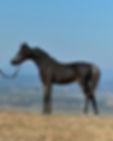 Hunterberry Hill Simply Impressive Weanling