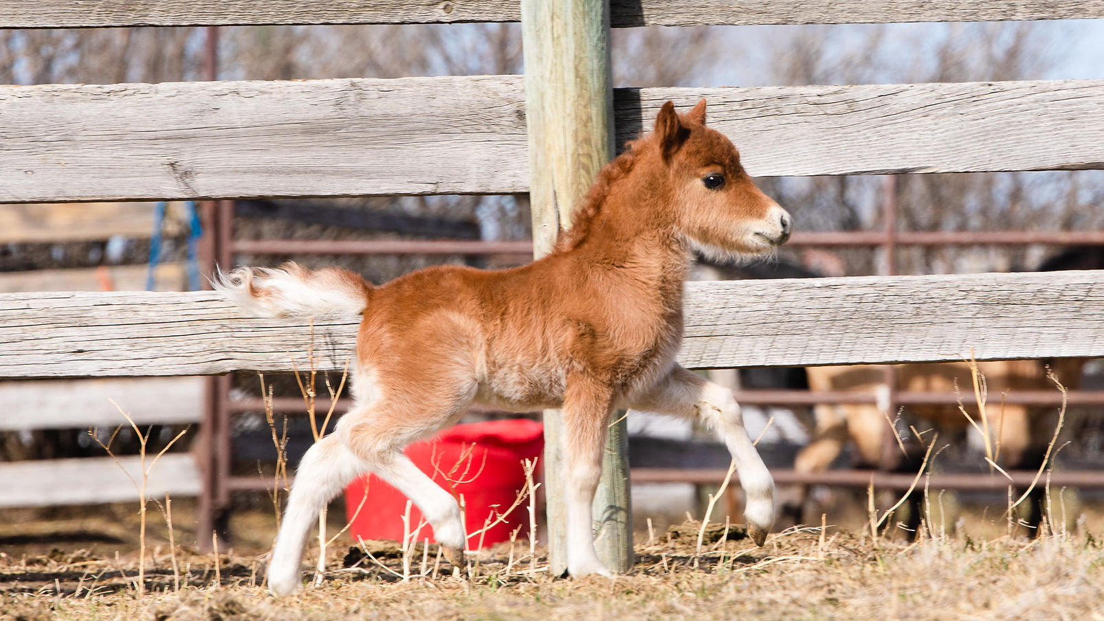 　うま　Little Horse Amaretto Miniature Horses | Alberta Canada
