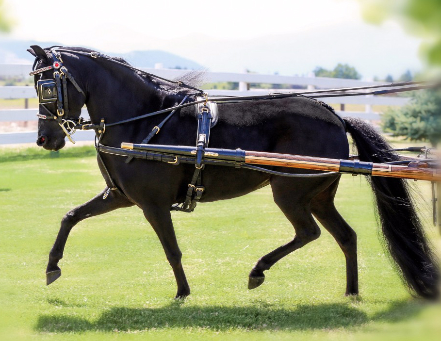Accented Trim Black H.duty Mini /Pony Bridle OverCheck For Driving Cart Harness Discount Shop