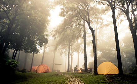 Forest camping
