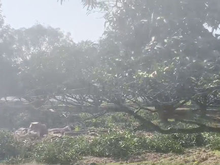 गुडंबा थाना क्षेत्र में बेहटा के पारा गांव में 25 आम के पेड़ों का परमिट लिया और उसी की आड़ में 50 से अधिक पेड़ काट दिए गए।
ग्रामीणों ने वन विभाग कर्मियों पर मिलीभगत का लगाया आरोप