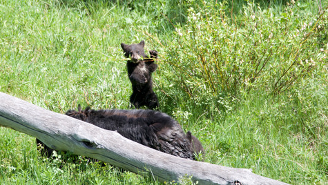 Black bear cub