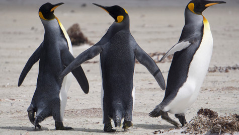 Penguin Talk