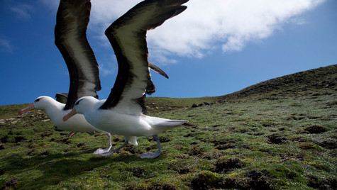 Black Browed Albatross