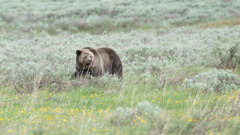 Grizzly bear