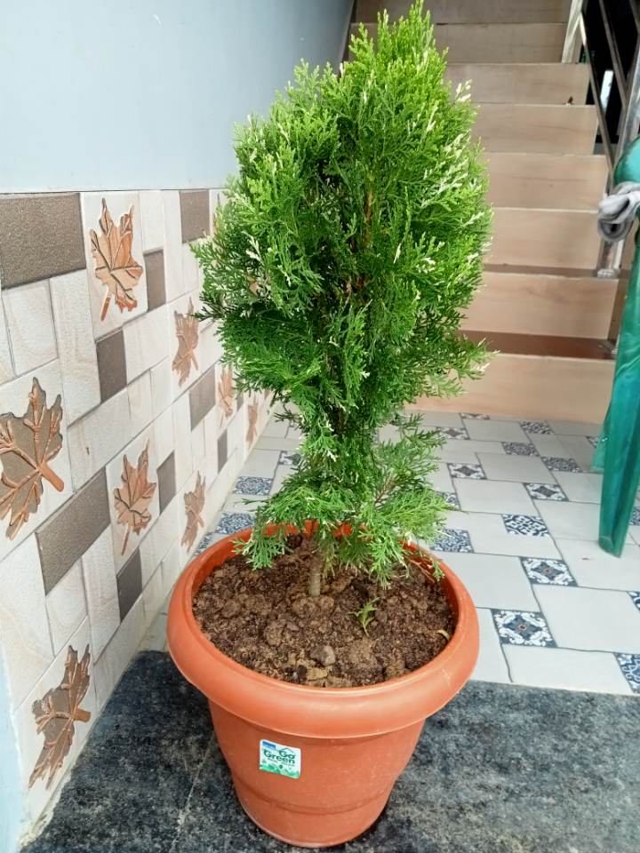 Healthy Thuja/Morpankhi (मोरपंखी) for sale in Seoni
