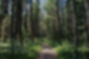 The forrest of story branding
