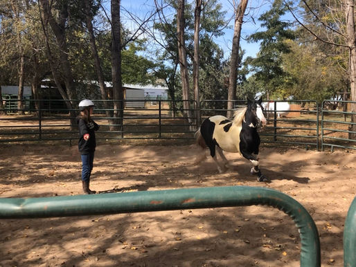 Respecting Your Horse's No