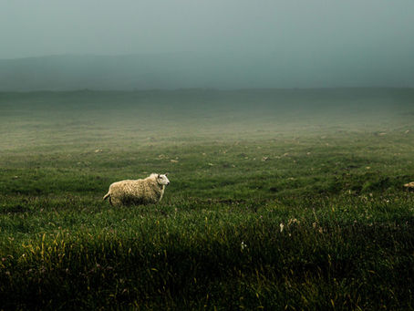 Just Another Lost Sheep