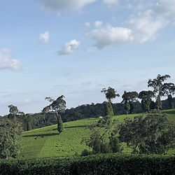 Lush Green Tea Planatation