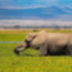Elephant grazing in Maasai Mara’s lush wetlands — a stunning safari moment showcasing Keny