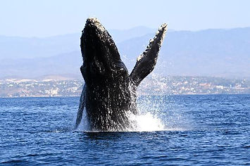 boat-tour-whale-watching.jpg