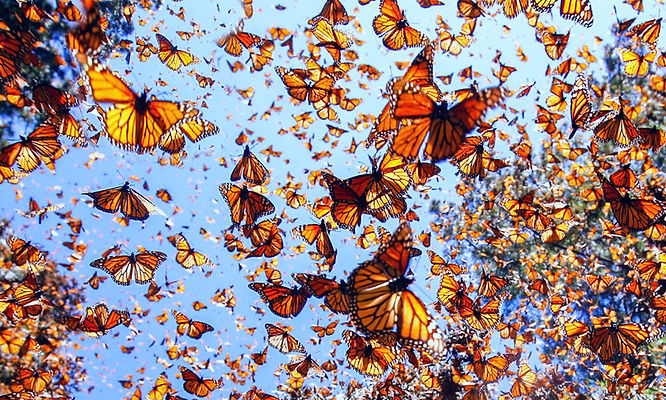 Papillon.jpg
