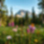 wildflowers in a forest wit a mountain in the back ground.jpg
