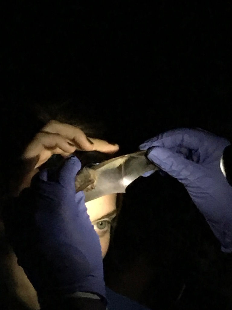 Wildlife Biologist