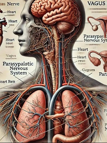 vagus nerve.jpg