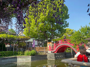 The iconic “drum-shaped bridge” at Kameido Tenjin Shrine.