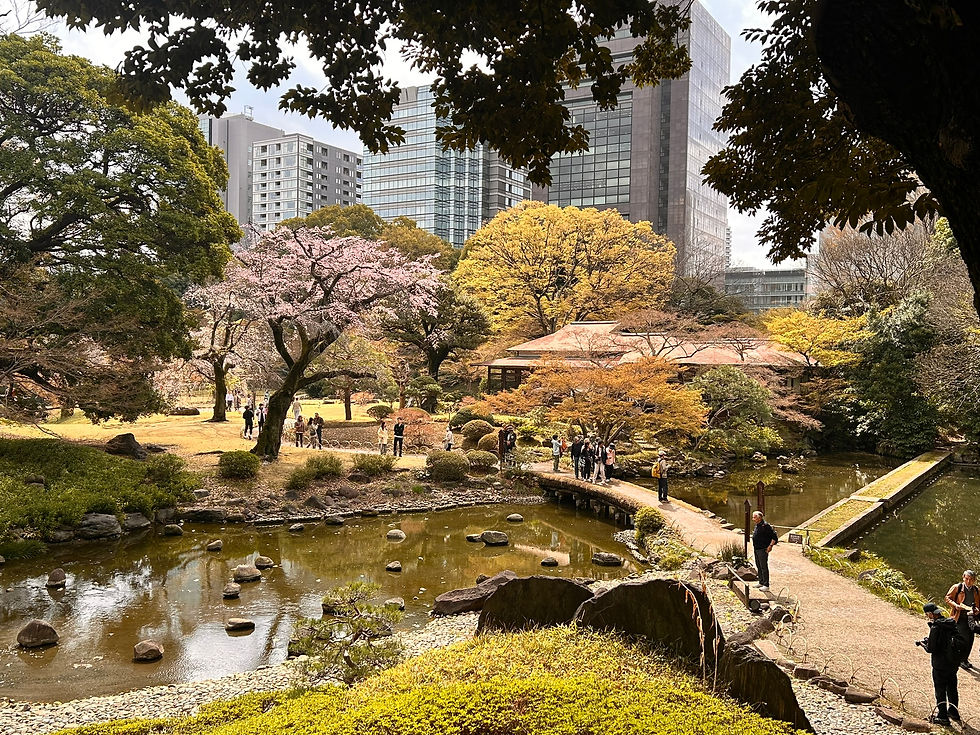 Koishikawa Korakuen Gardens during cherry blossom season