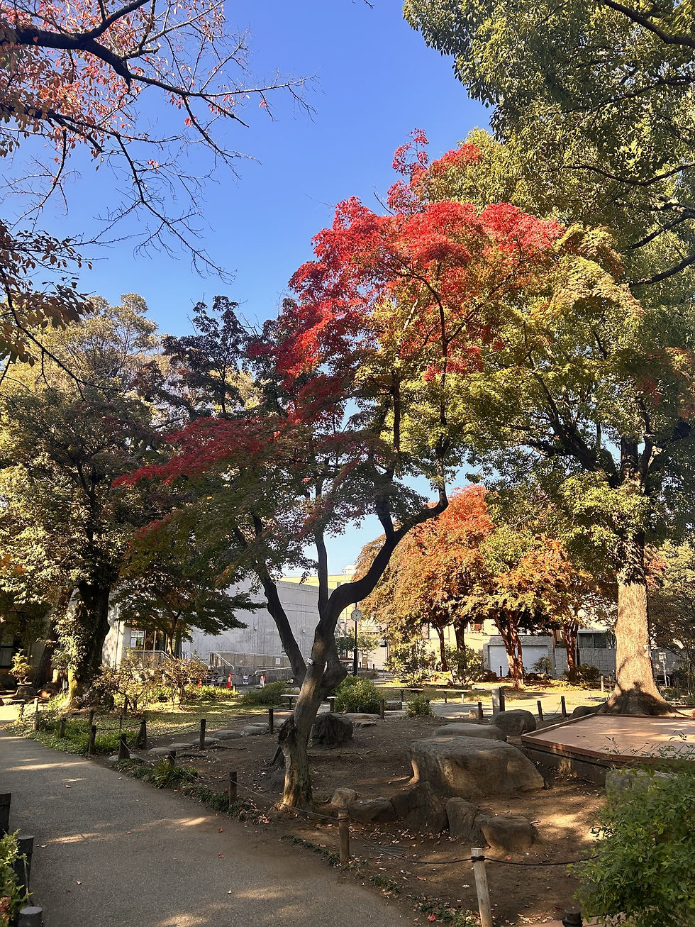 Red Japanese maple against a clear blue sky above a garden path in Tokyo