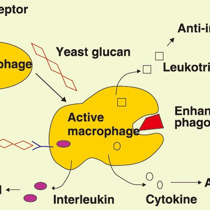 Beta-1,3/1,6-D-glucan （yeast d glucan）mechanical