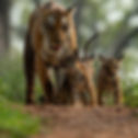 tiger-reserves.jpg