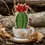 Thumbnail: DIY Cactus with red flower