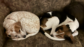 Weekly Village News for March 13, 2026