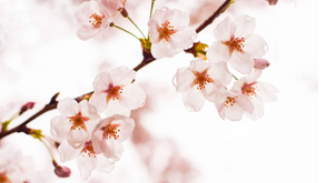 Weekly Village News for March 27, 2026